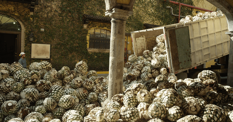 agave at Jose Cuervo plant