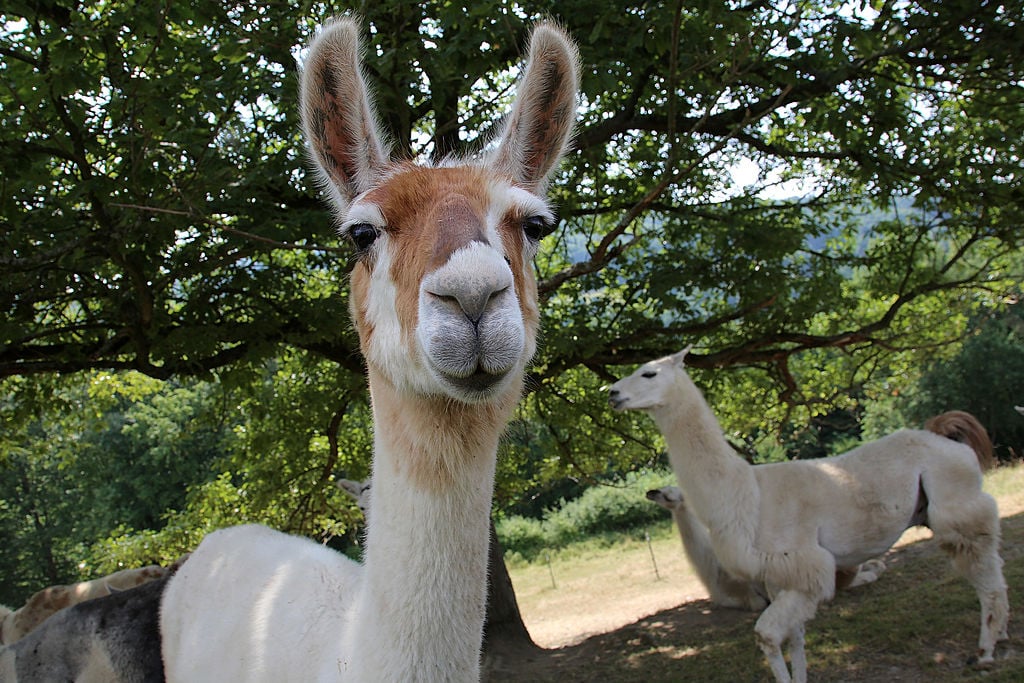 llamas