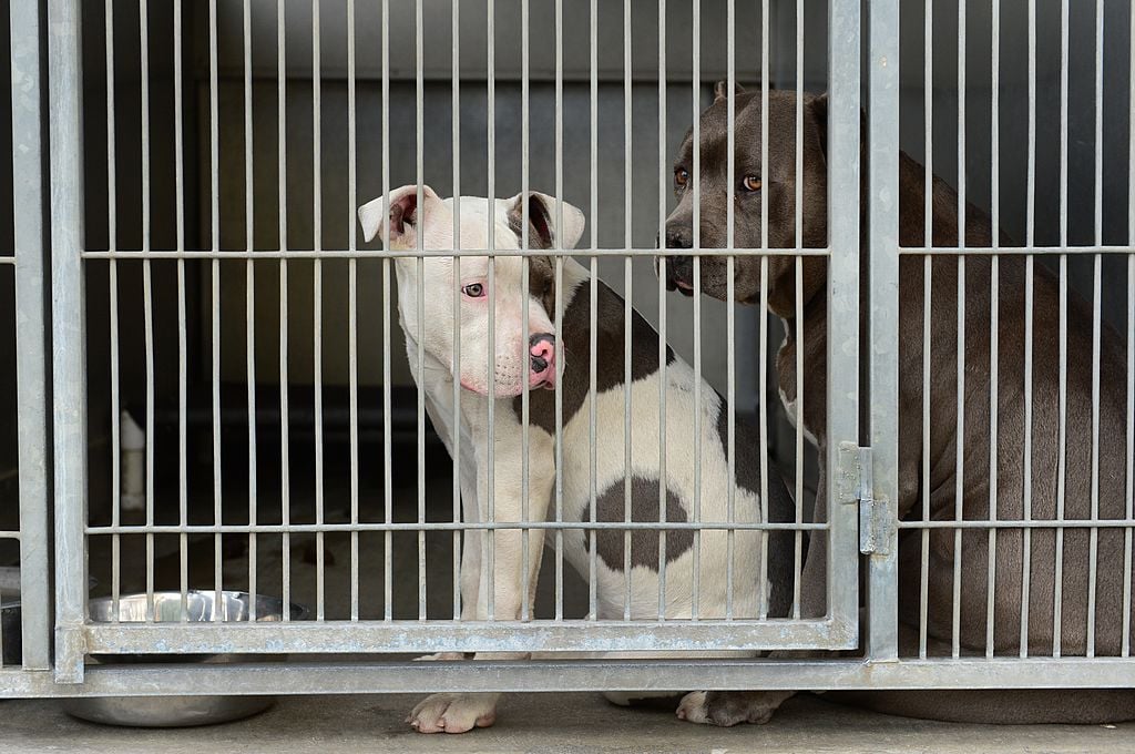 pit bulls at animal shelter