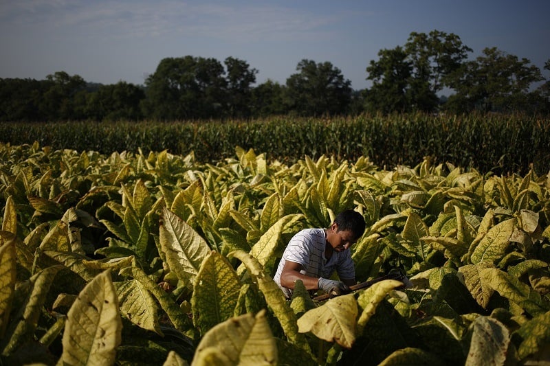 man working in a tobacco field