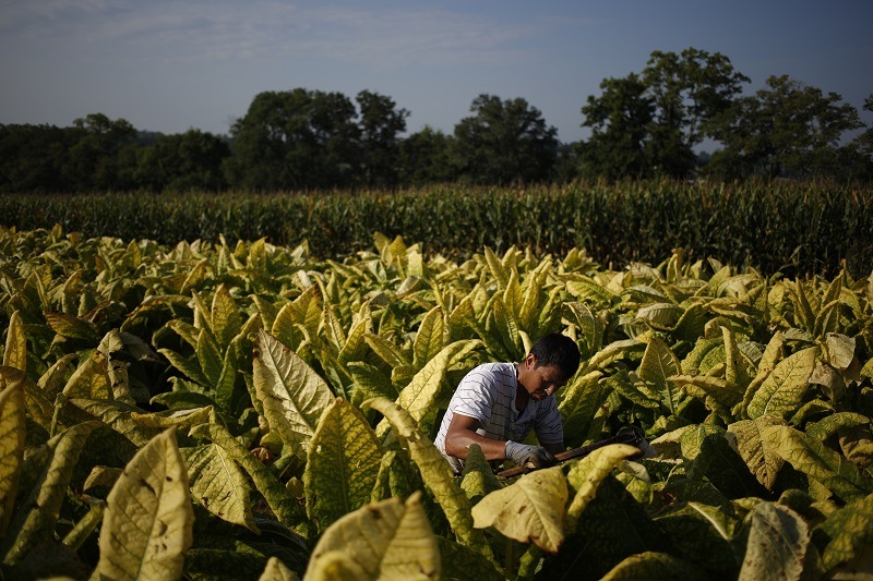 A worker harvests tobacco in Kentucky.
