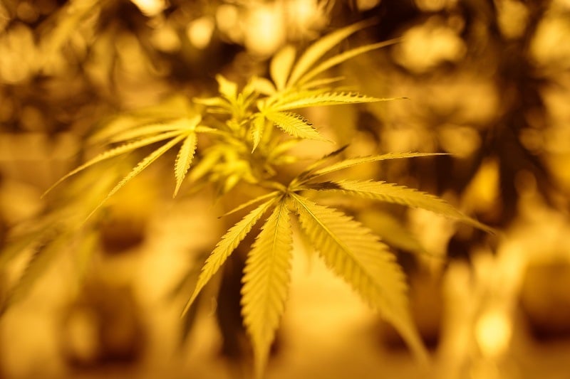 Cannabis plants grow in the 'flower room' of a marijuana cultivation facility
