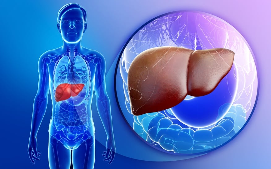 illustration showing male liver anatomy