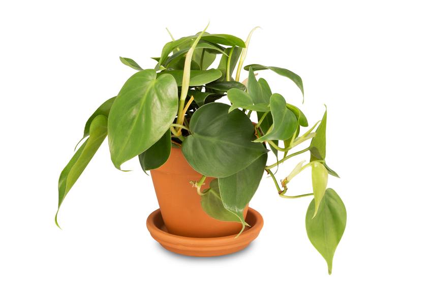 Philodendron plant in clay pot