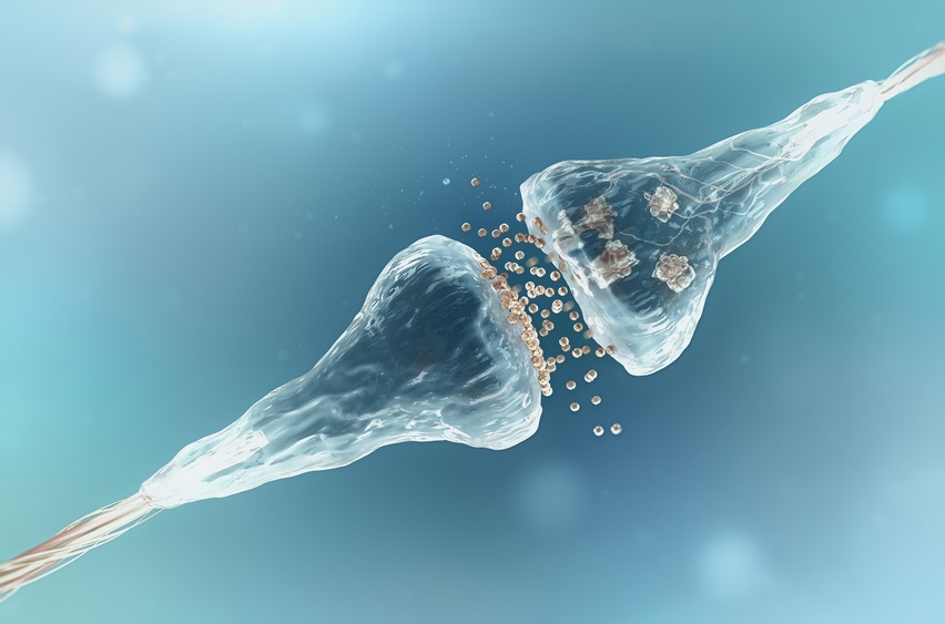 Synapse and Neuron cells Synapse and Neuron cells