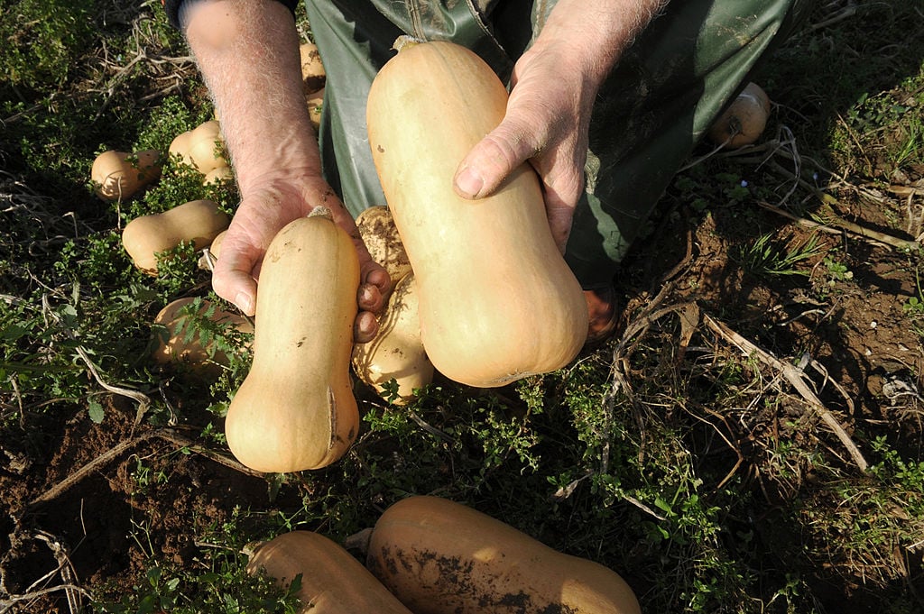 A farmer shows off his butternut squash