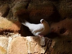 The dove.