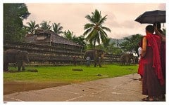 monks