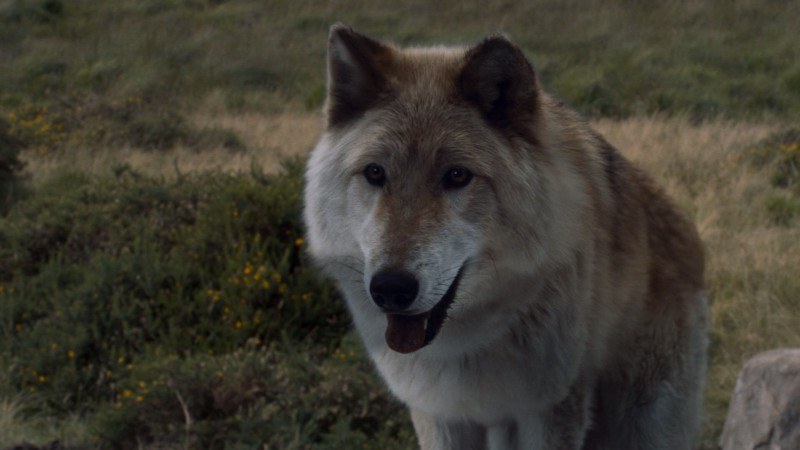 Bran Stark's direwolf