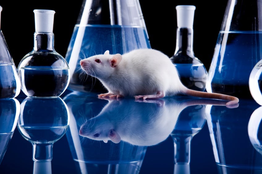 Rat among laboratory glasses