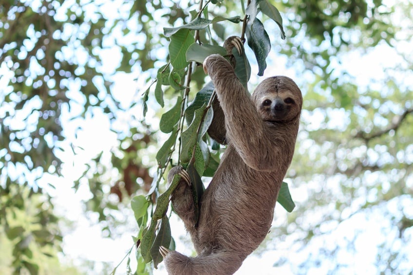 Sloth climbing tree