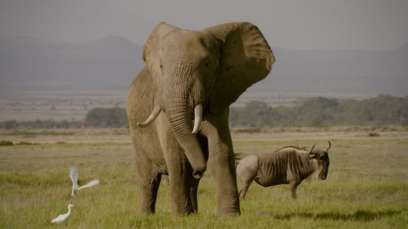 The Ivory Game | Netflix