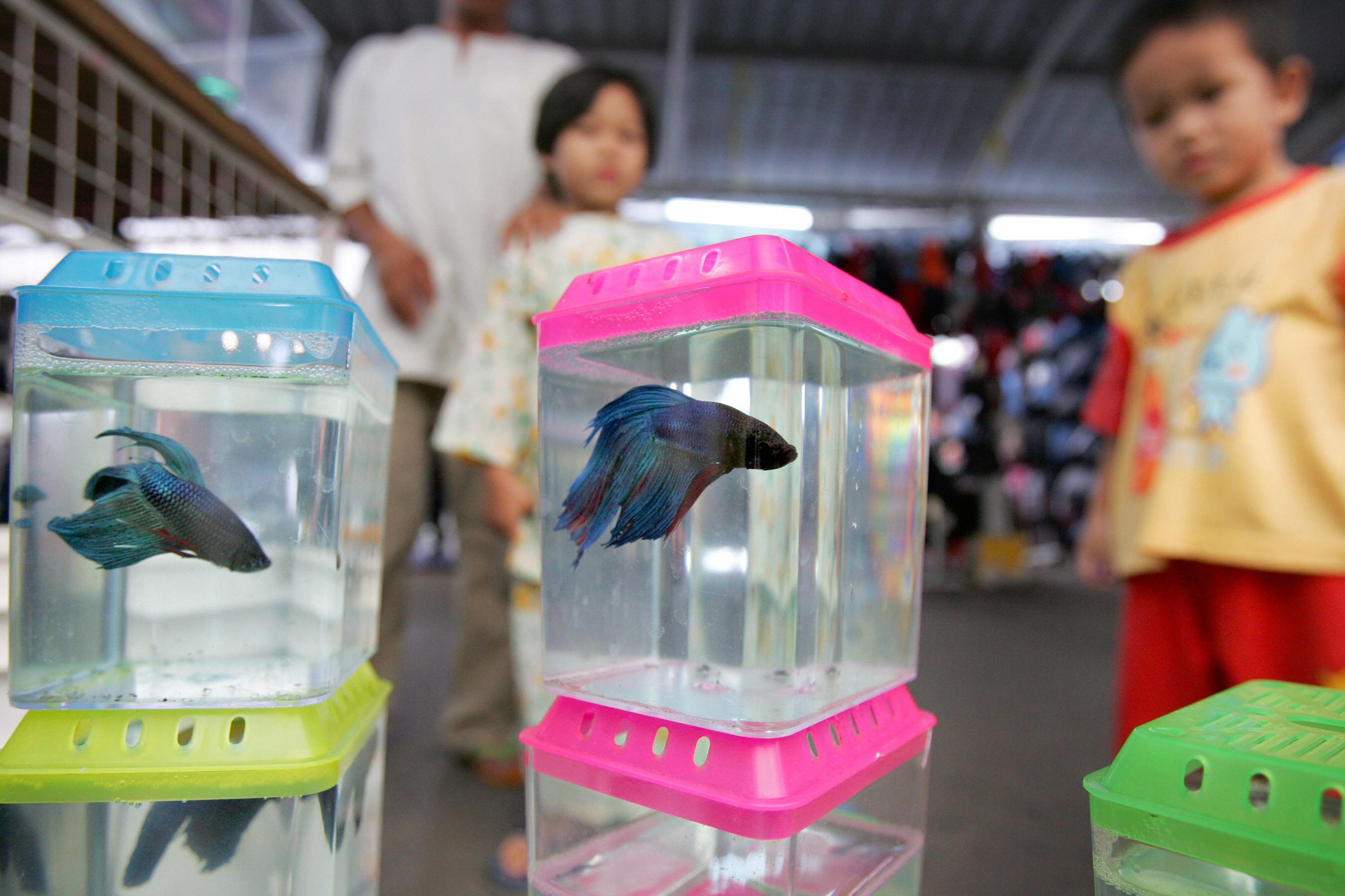 betta fish