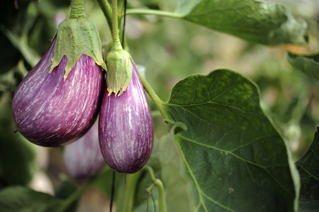 eggplant