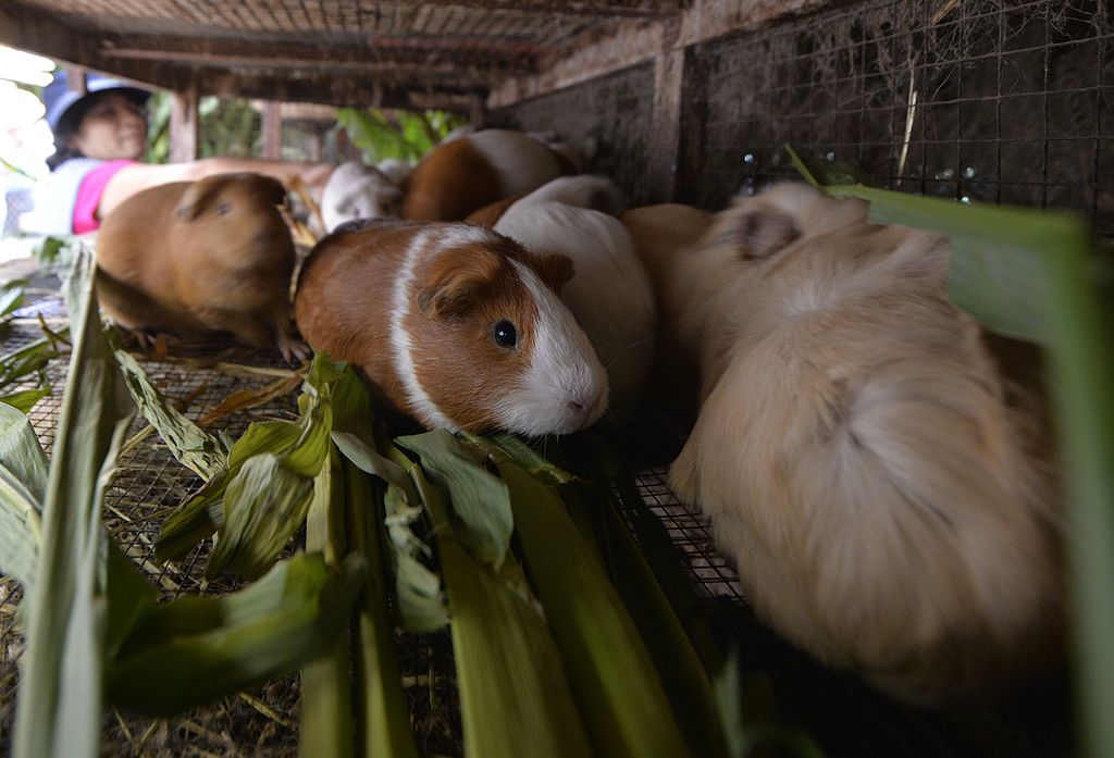 guinea pigs