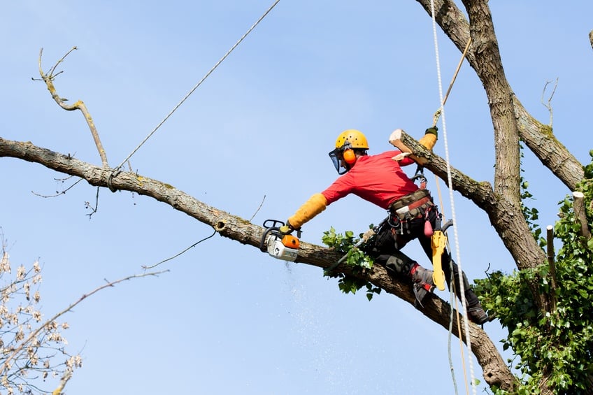 Man on tree with chainsaw