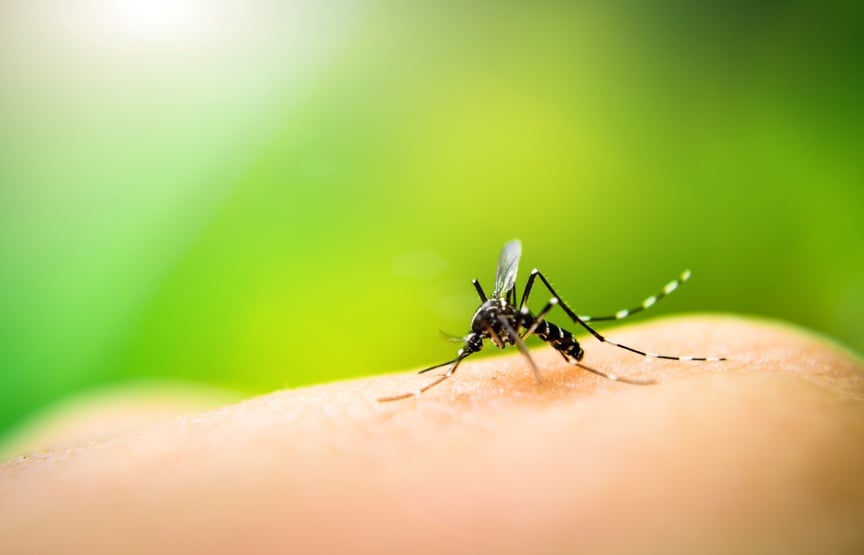 Mosquito sucking blood on human skin