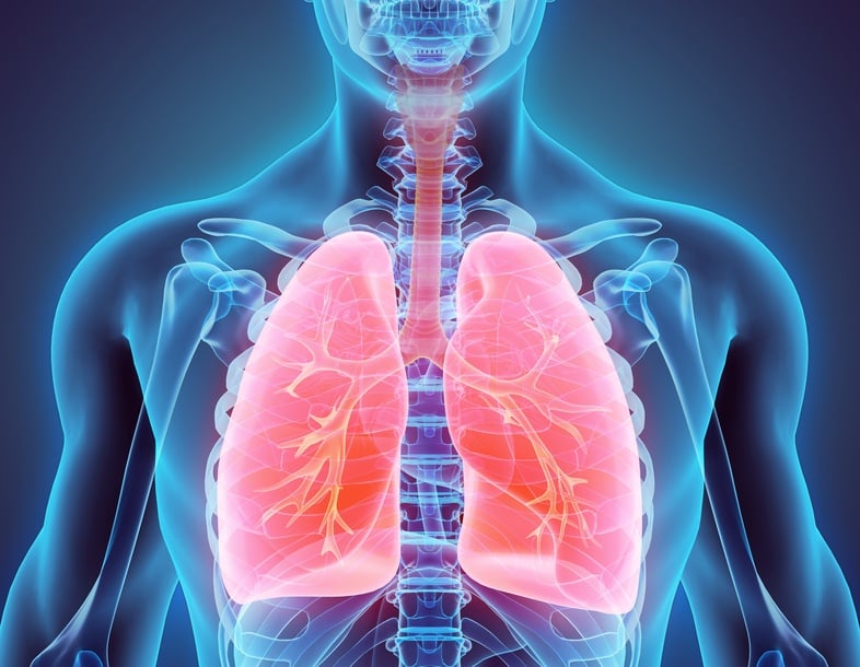3D illustration of Lungs