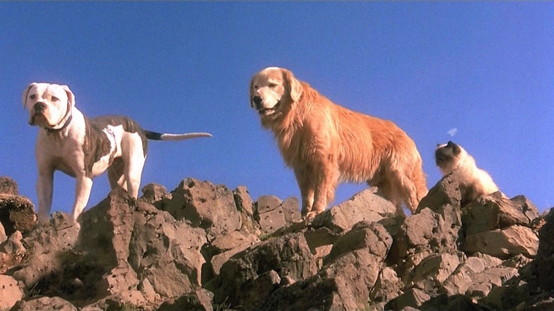 Homeward Bound | Walt Disney Pictures