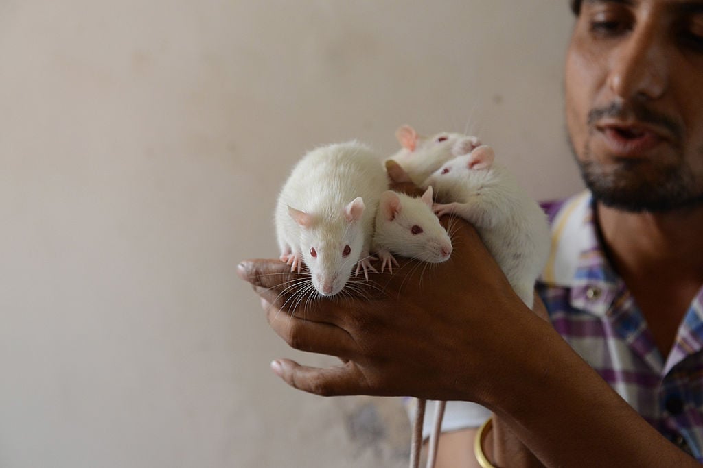 A man holds rats in his hand