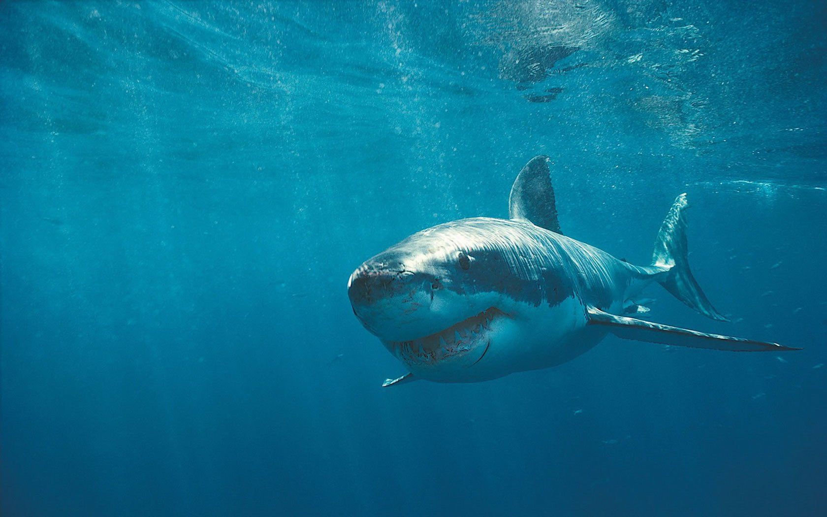 Shark Attack 3: Megalodon