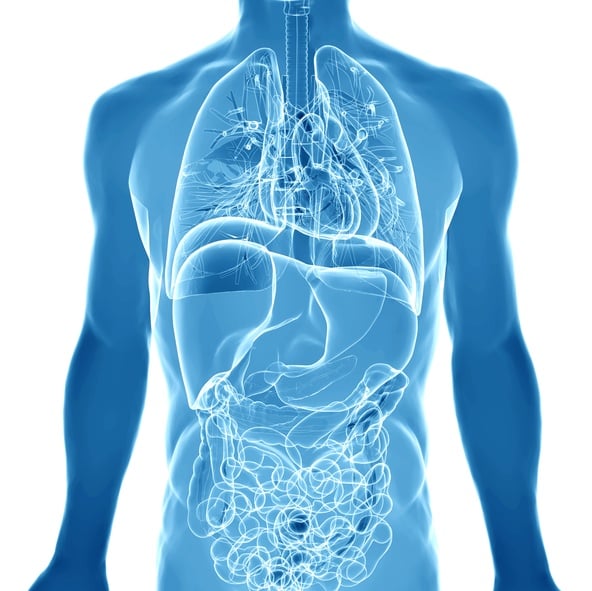 3D render depicting the internal organs