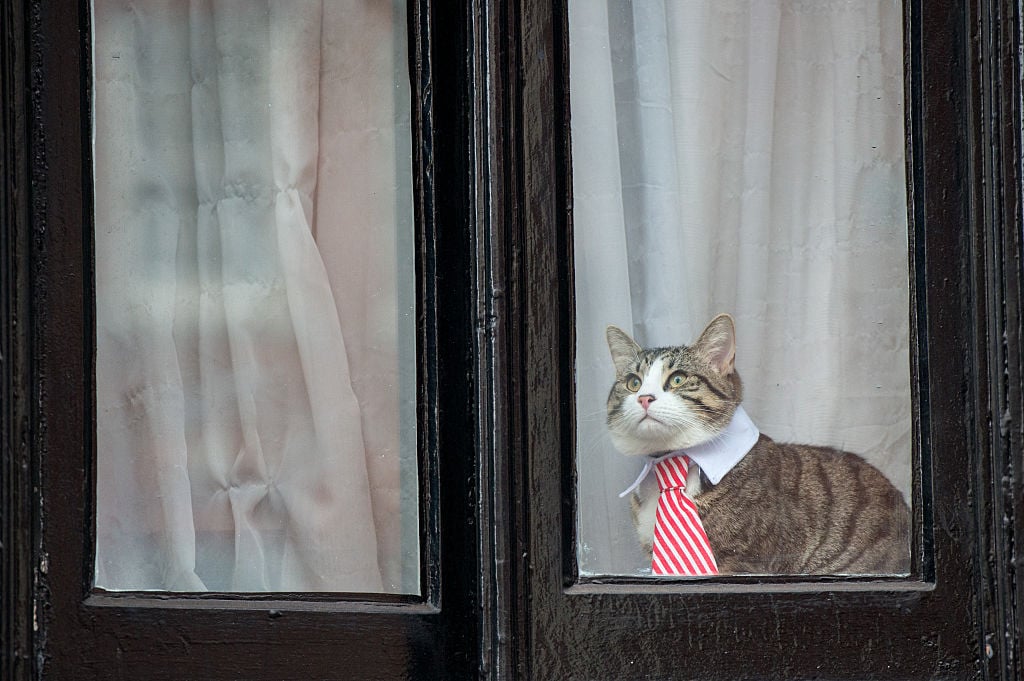 a cat wearing a striped tie