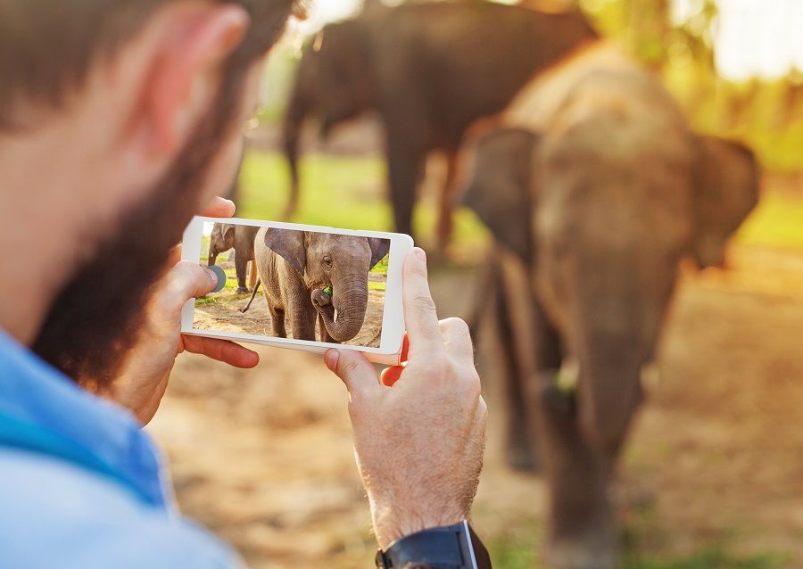 man photographing baby elephant