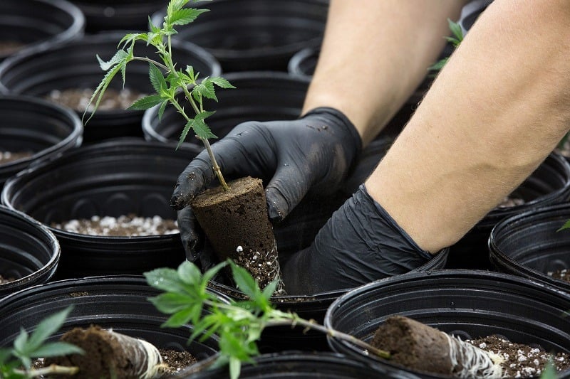 A greenhouse employee plants small seedlings of marijuana plants inside a Mother Room