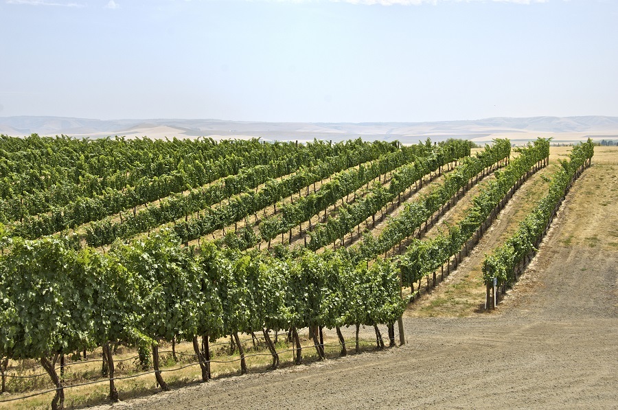 vineyard was taken at base of the Blue Mountains in Walla Walla, Washington