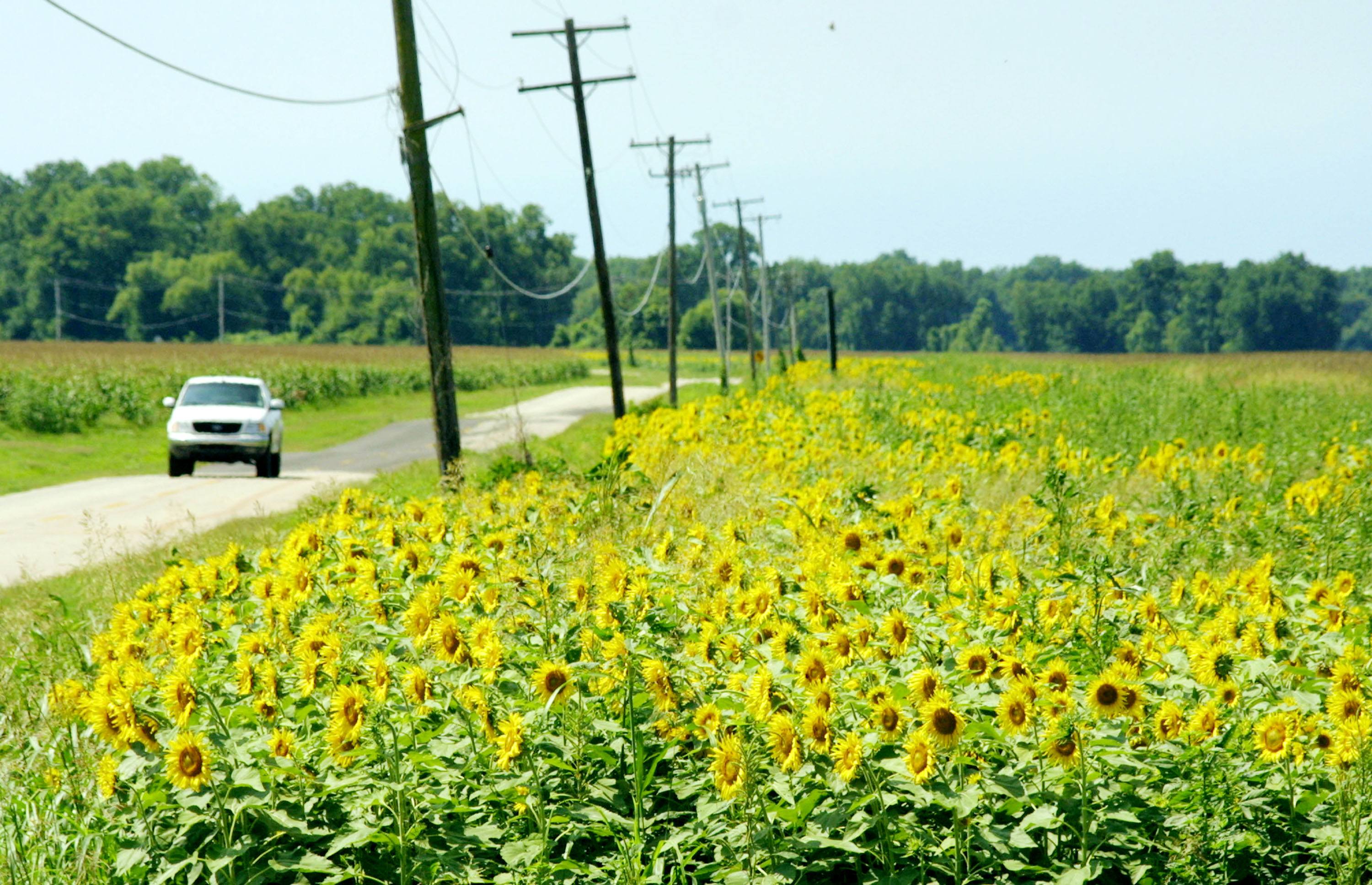 Thousands of sunflowers line a country road north of Shreveport, Louisiana