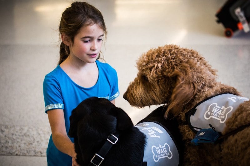 wag brigade at sfo