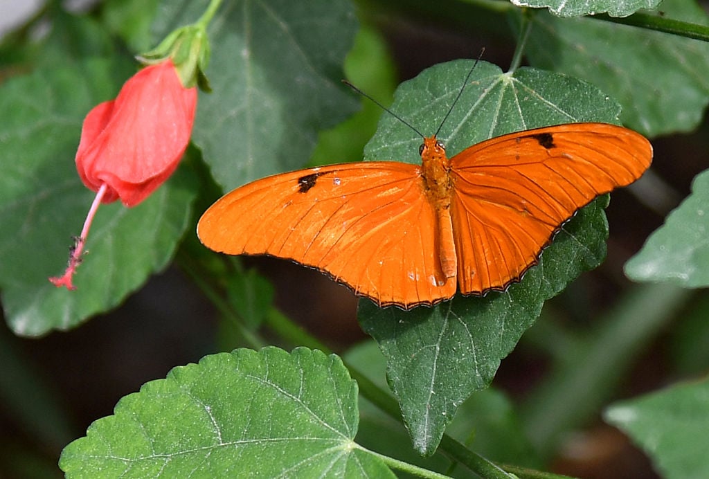 Butterfly