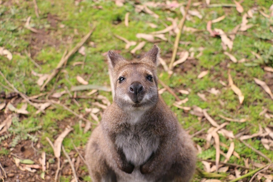Wallaby on Kangaroo Island