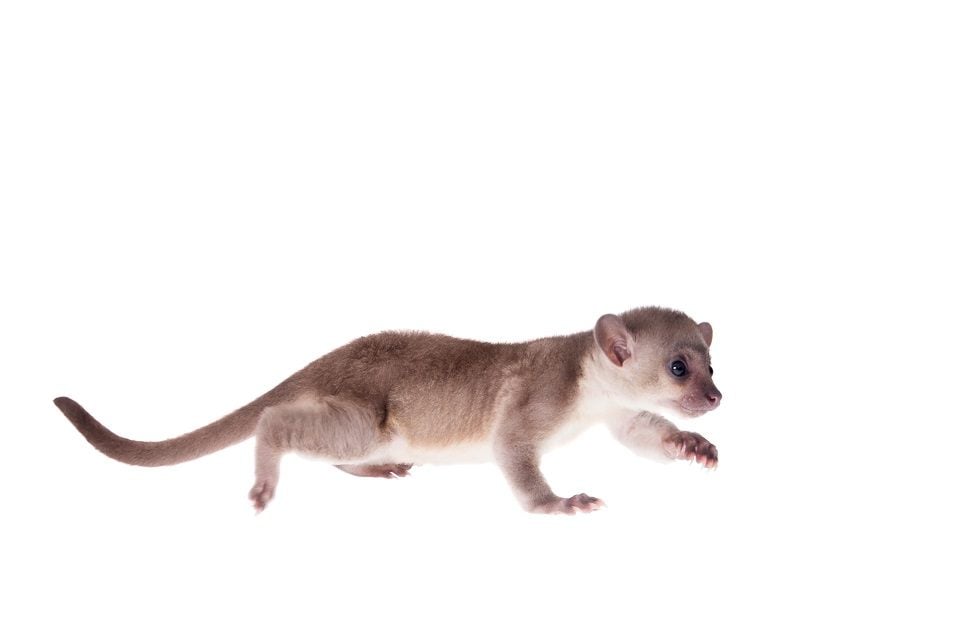 Kinkajou