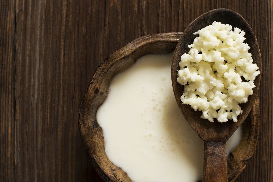 Milk kefir grains on a wooden spoon