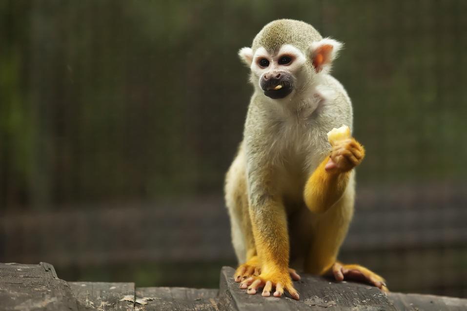 Squirrel monkey in a forest
