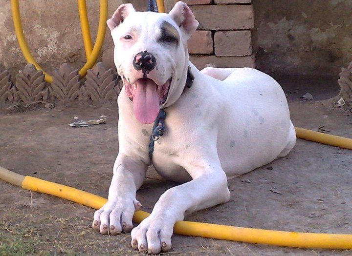 A playful bully kutta smiles for the camera