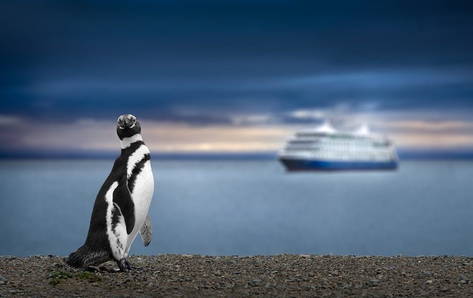 A cruise ship floats offshore from a penguin in Patagonia