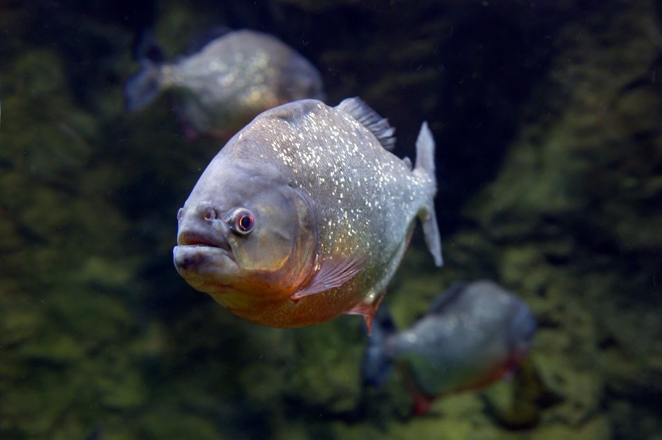 Adult Piranha