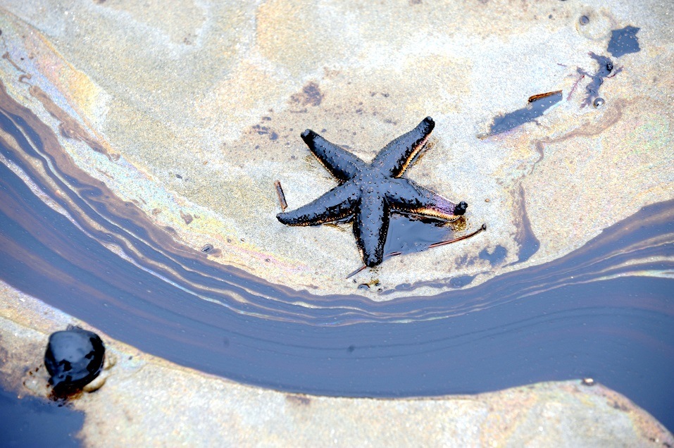 A sea is polluted with oil