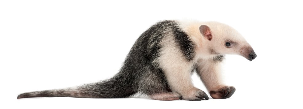 Tamandua, Tamandua tetradactyla