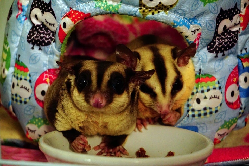 Two sugar gliders eating dry worm