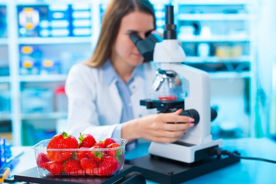 scientist checks strawberries under microscope