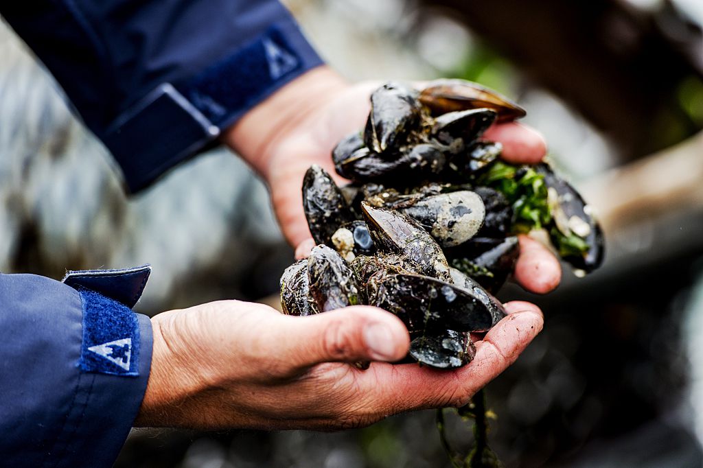 harvesting mussels