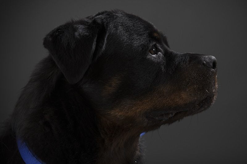 A portrait of a rottweiler | Dan Kitwood/Getty Images