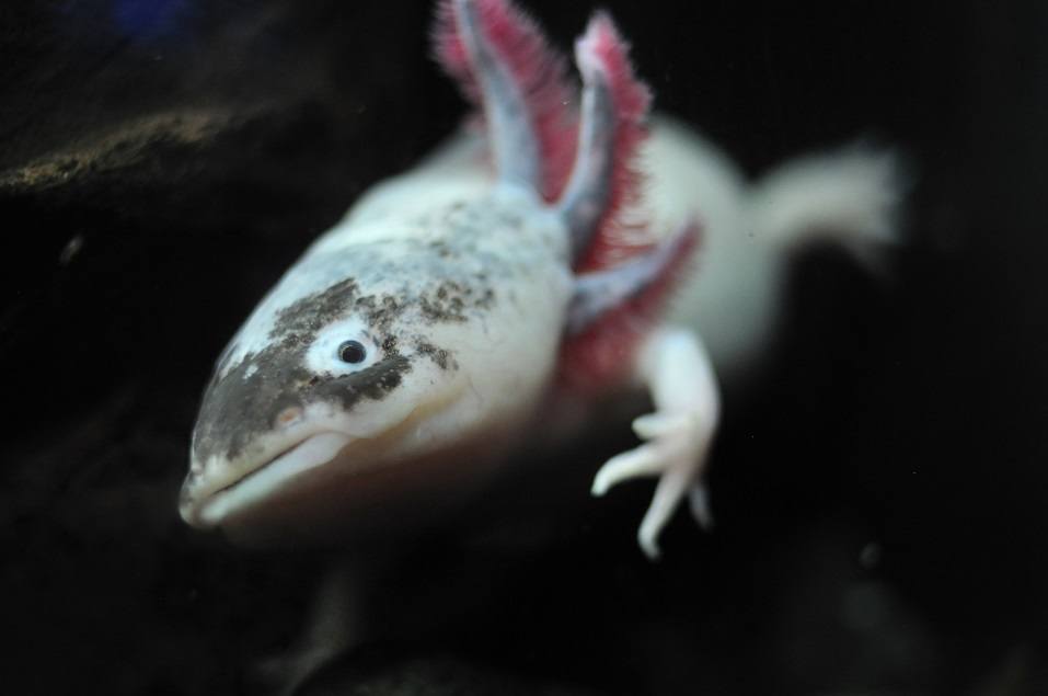 salamander