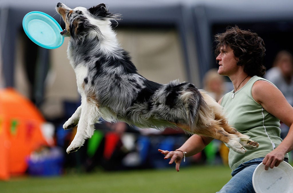 Australian shepherd