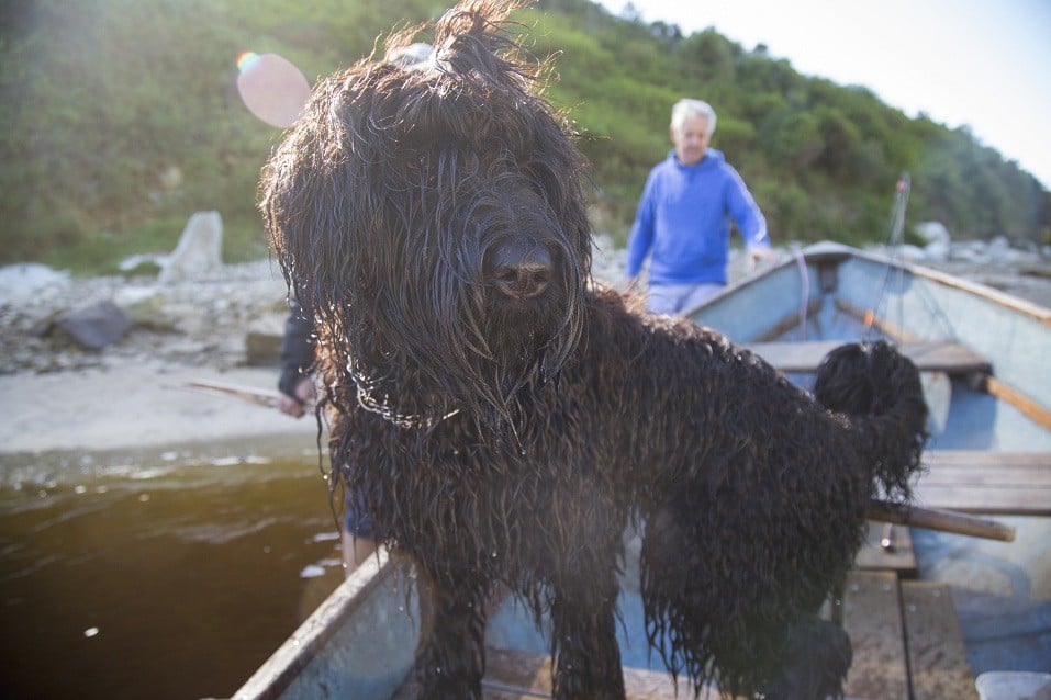 Black Russian terrier puppy
