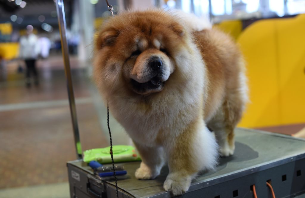 A Chow Chow